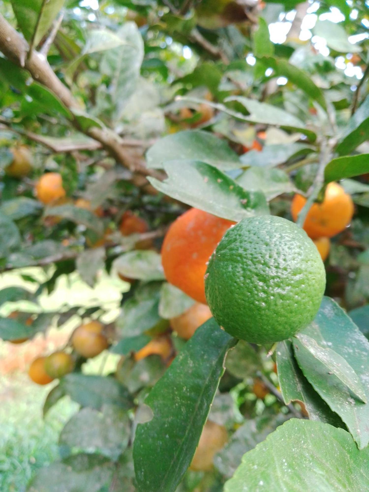 상벤투 두 사푸카이 Rancho Pe Da Pedra 빌라 객실 사진