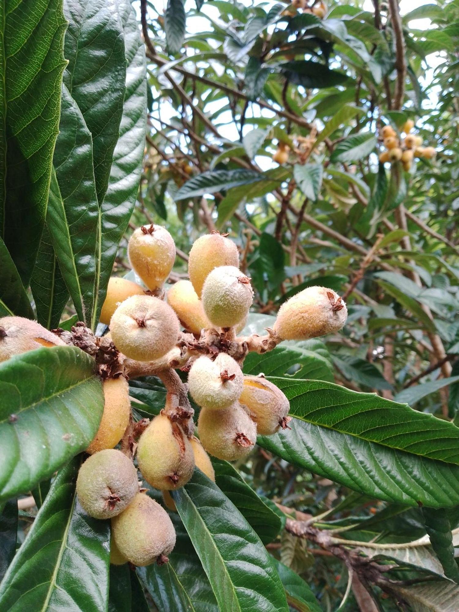 상벤투 두 사푸카이 Rancho Pe Da Pedra 빌라 객실 사진